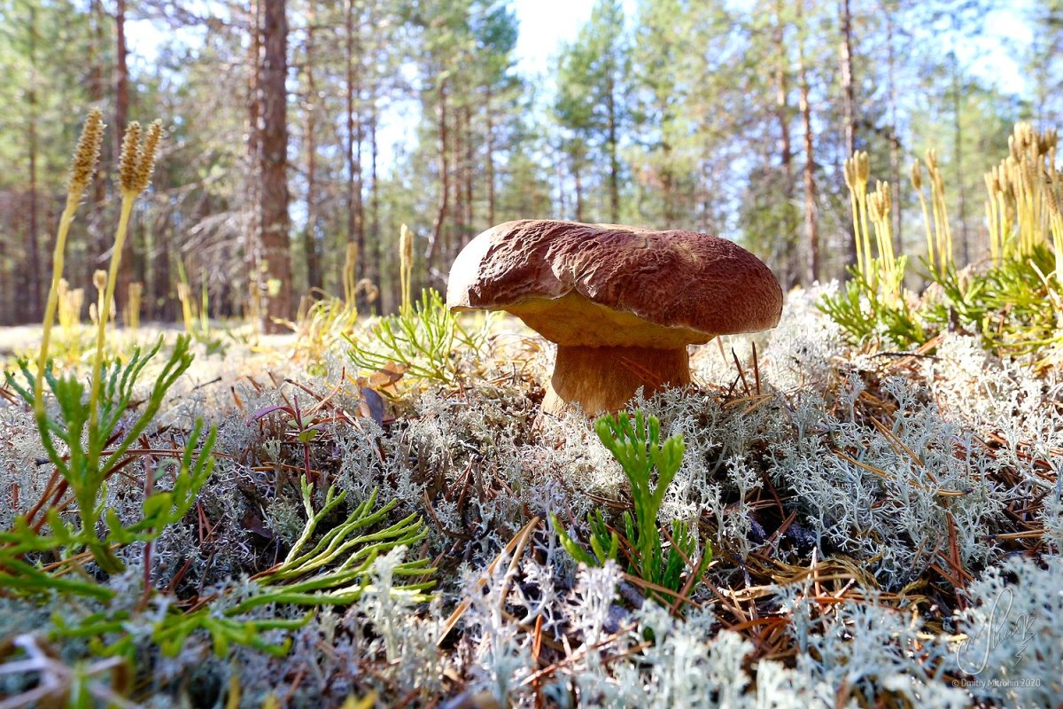 Большие грибы в Карелии