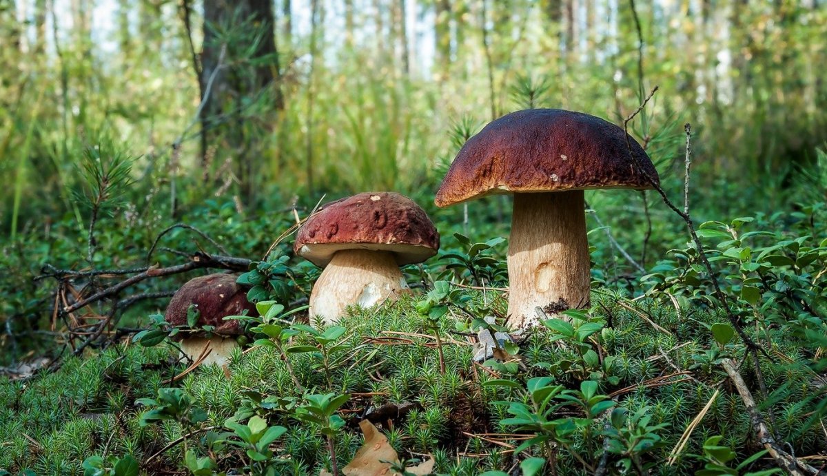 Собираем грибы боровики и белые в лесу