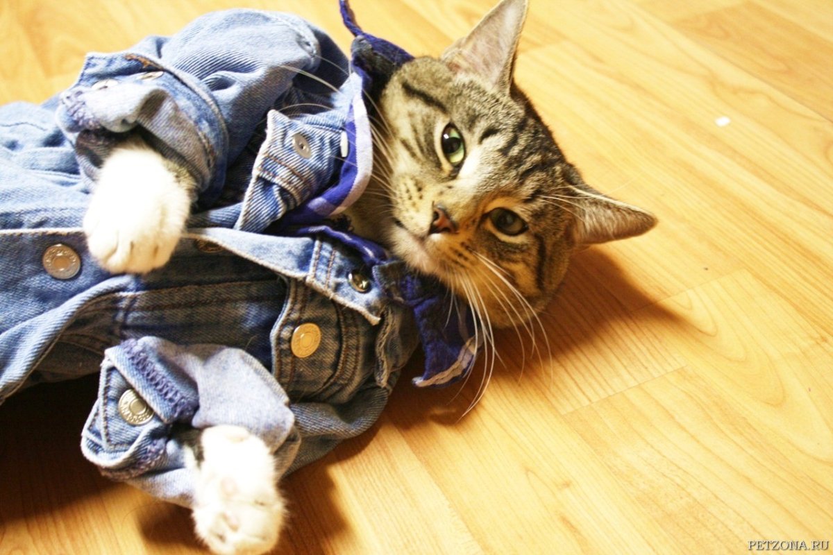 Одежда для кошек