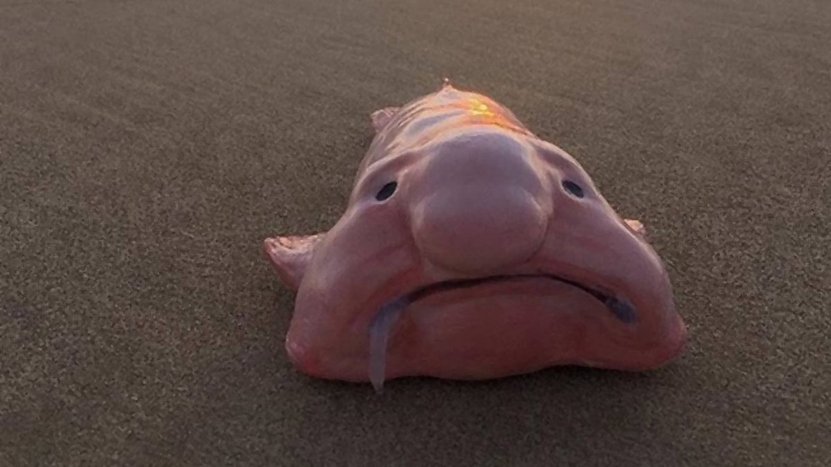 Рыба капля из мультика