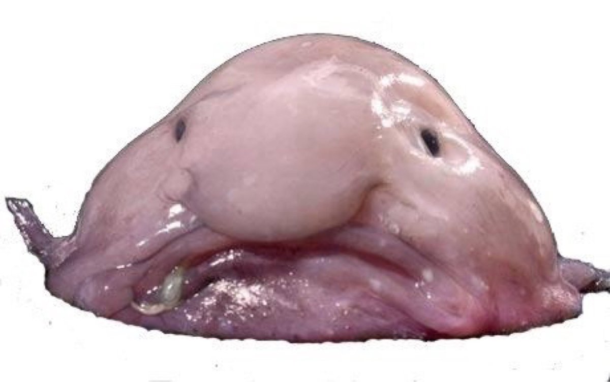 Глубоководная рыба капля