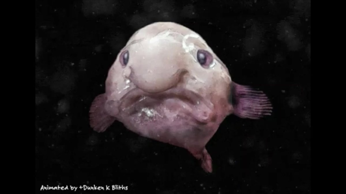 Рыба капля милая