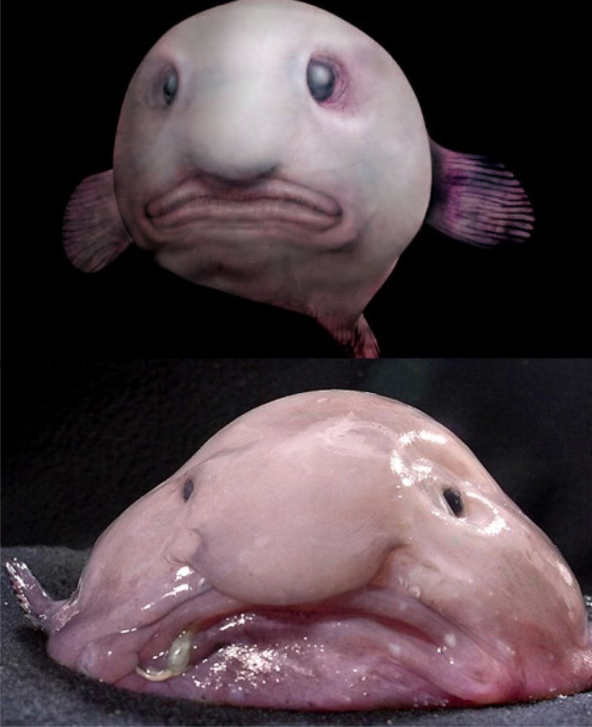 Глубоководная рыба psychrolutes marcidus