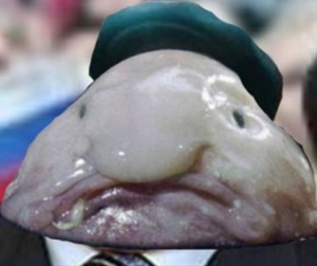 Глубоководная рыба psychrolutes marcidus