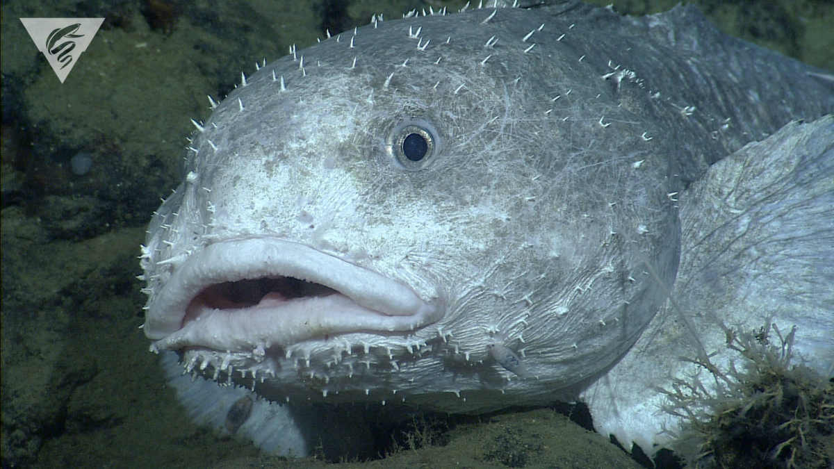 Рыба капля рисунок