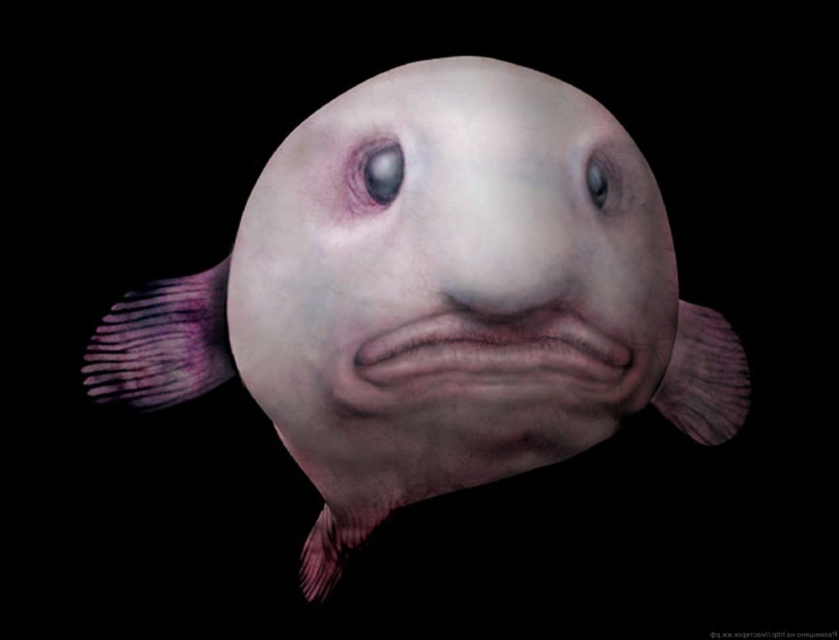 Глубоководная рыба psychrolutes marcidus