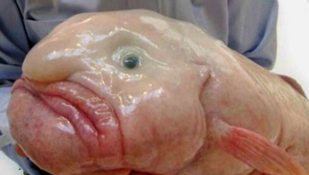 Рыба-капля (psychrolutes marcidus)