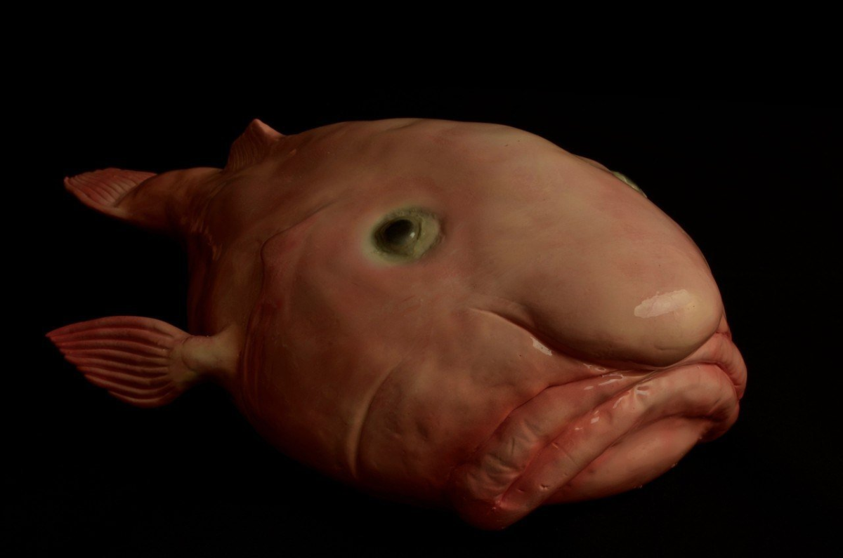 Рыба капля семейства психролютовые