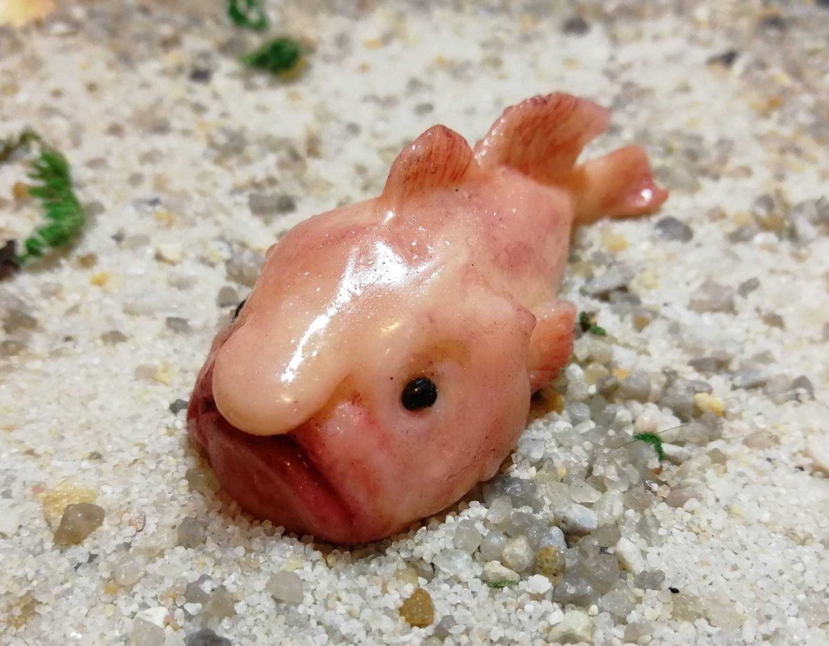 Рыба капля в естественной среде