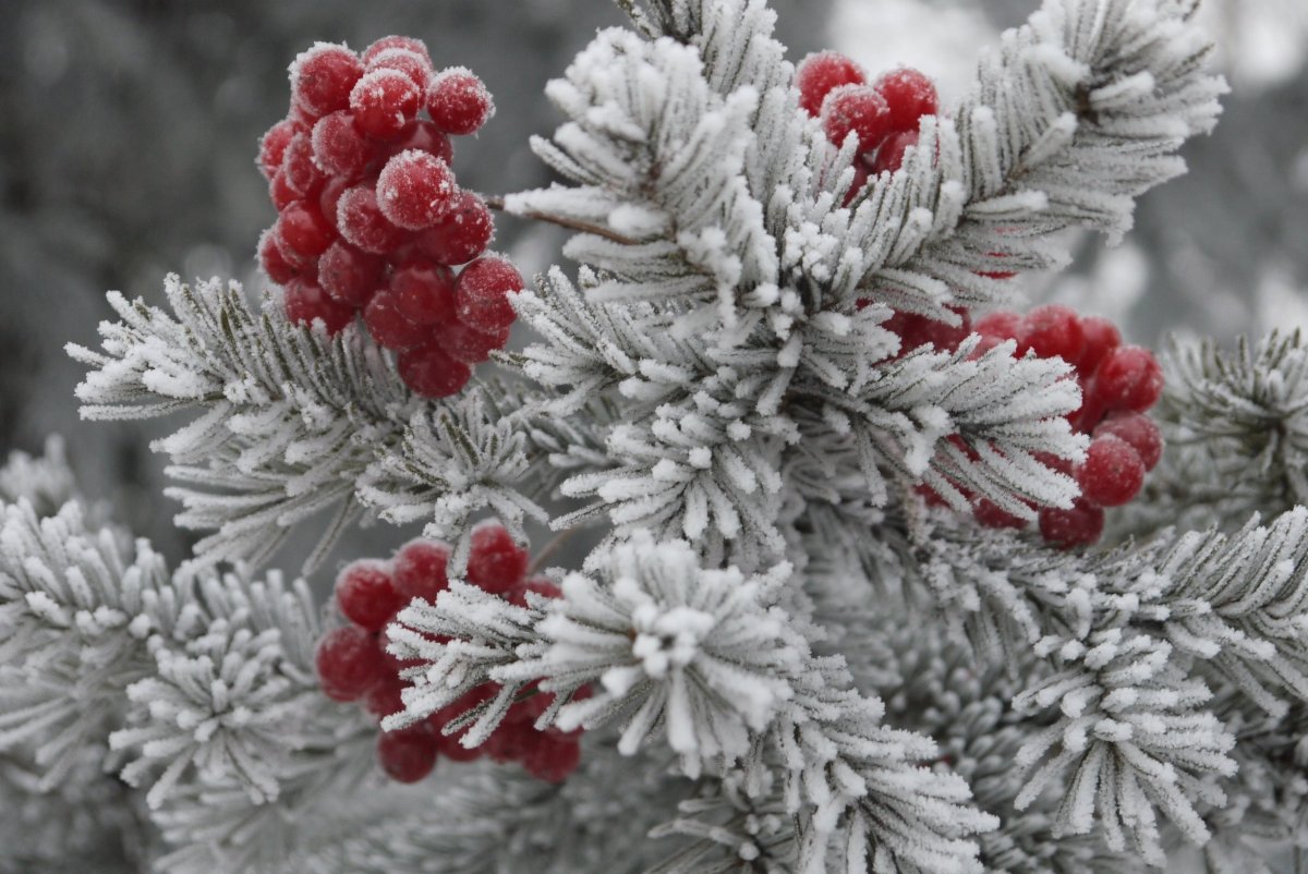 Красивые зимние цветы