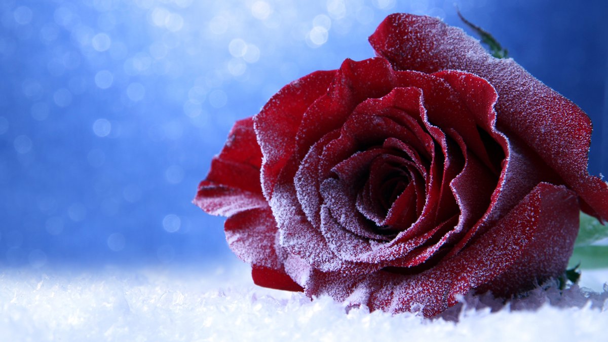 Цветы в снегу