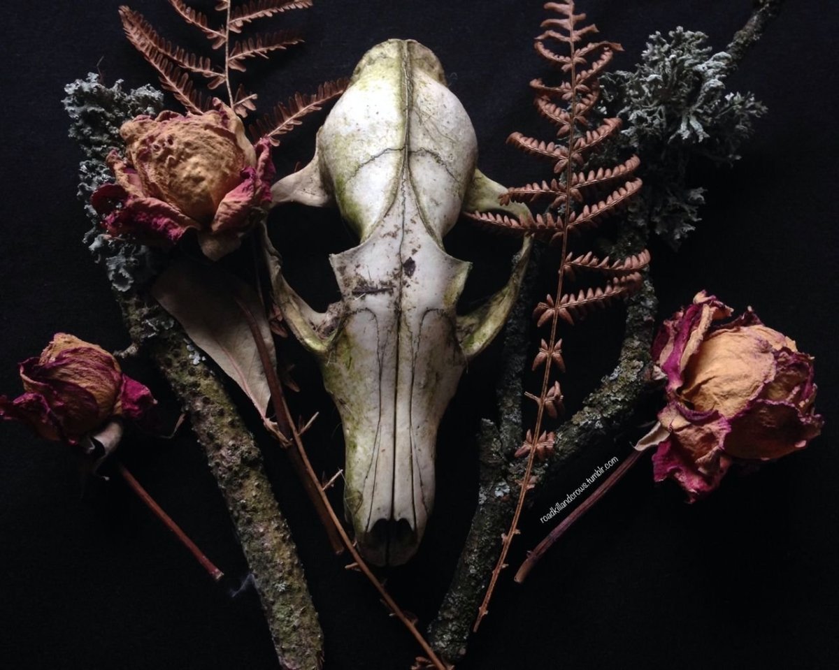 Говард Лавкрафт гидра