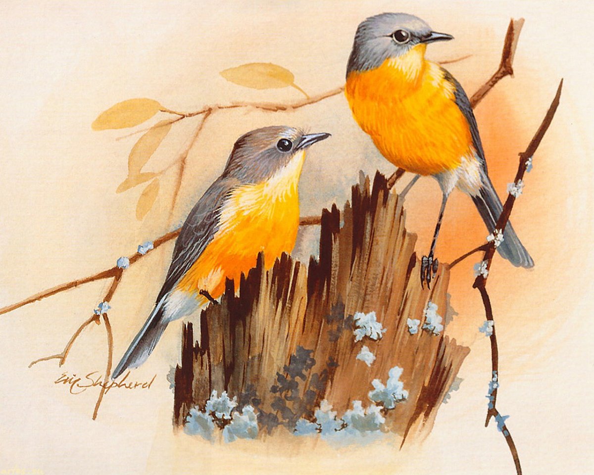 Птицы художника Eric Shepherd