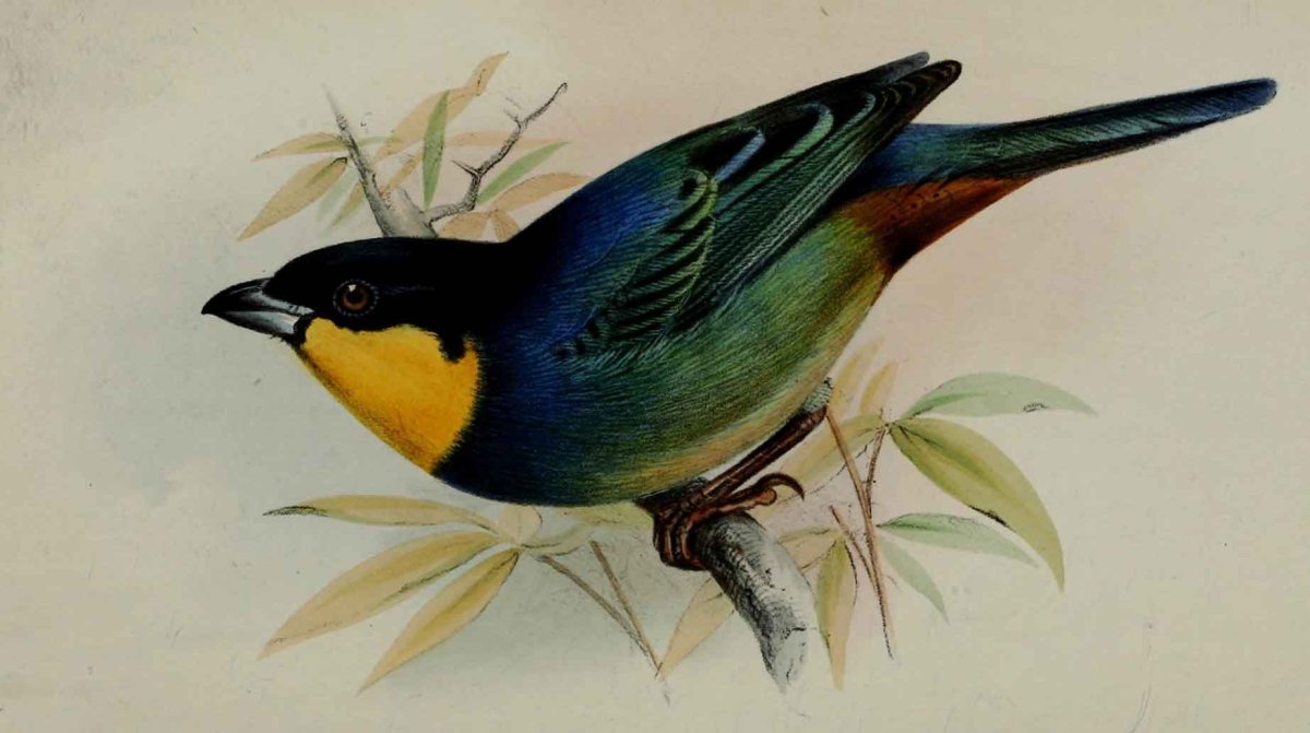 Рисование красивая птичка