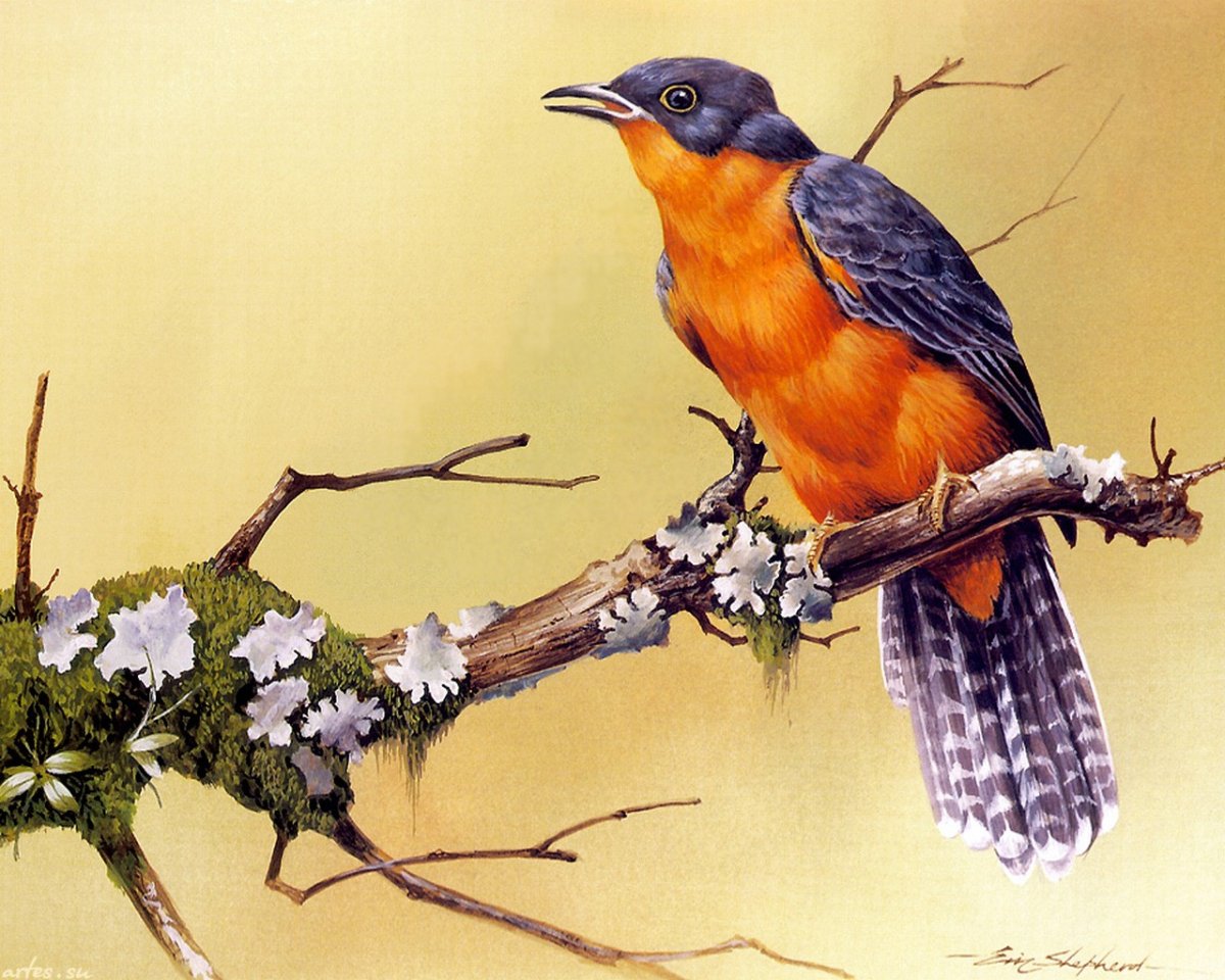 Eric Shepherd птицы