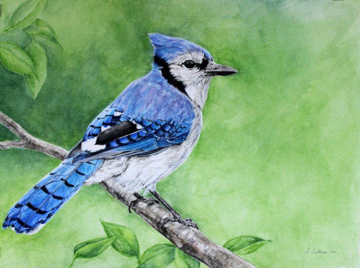 Сойка цветными карандашами