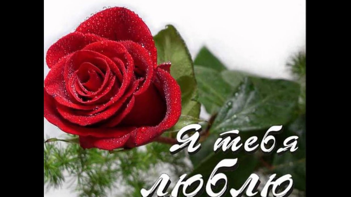 Поздравления с днём рождения розы