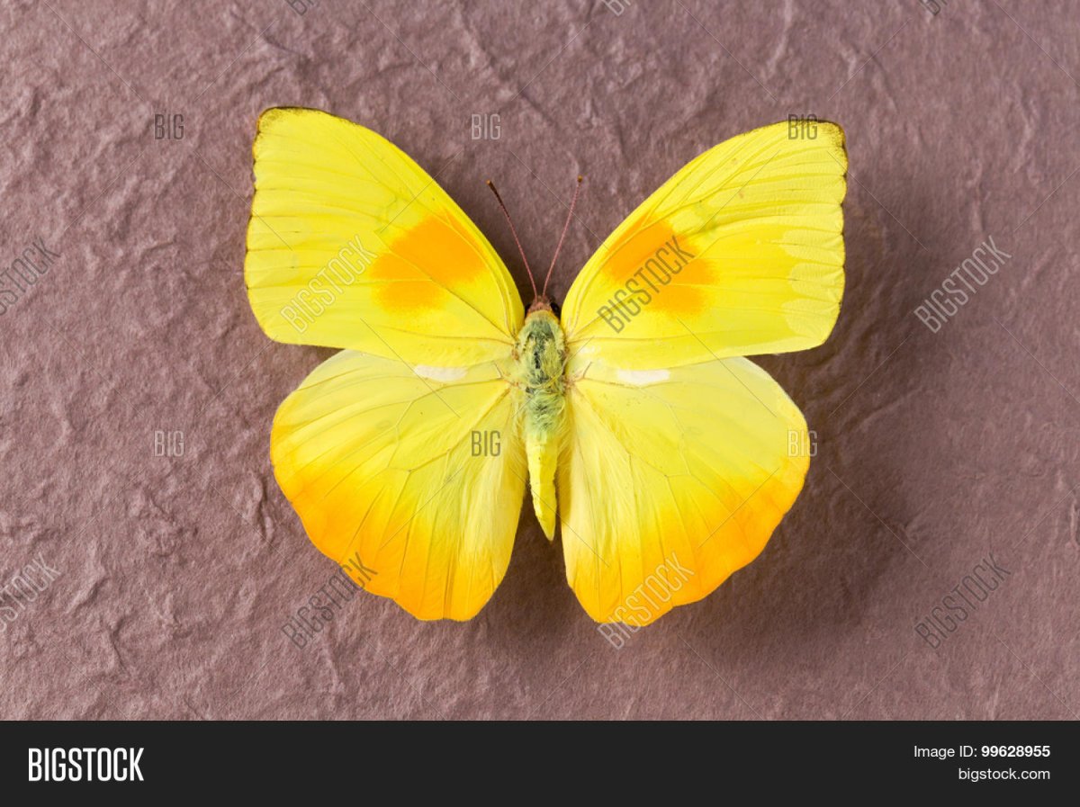 Жёлтая бабочка