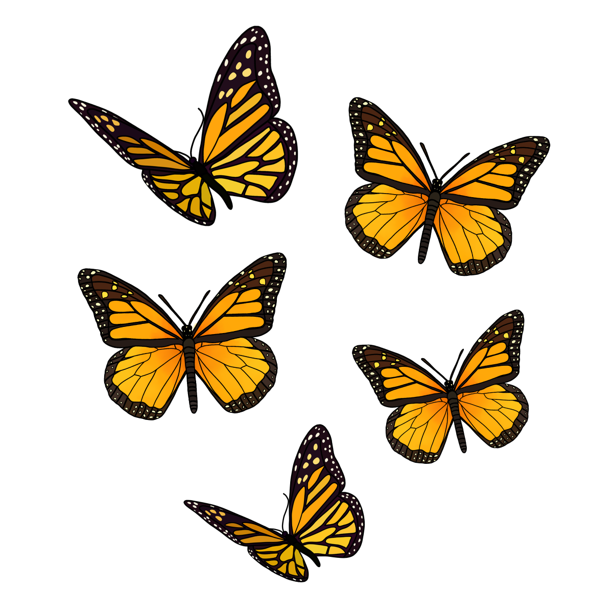 Крылья бабочек на белом фоне рисунок