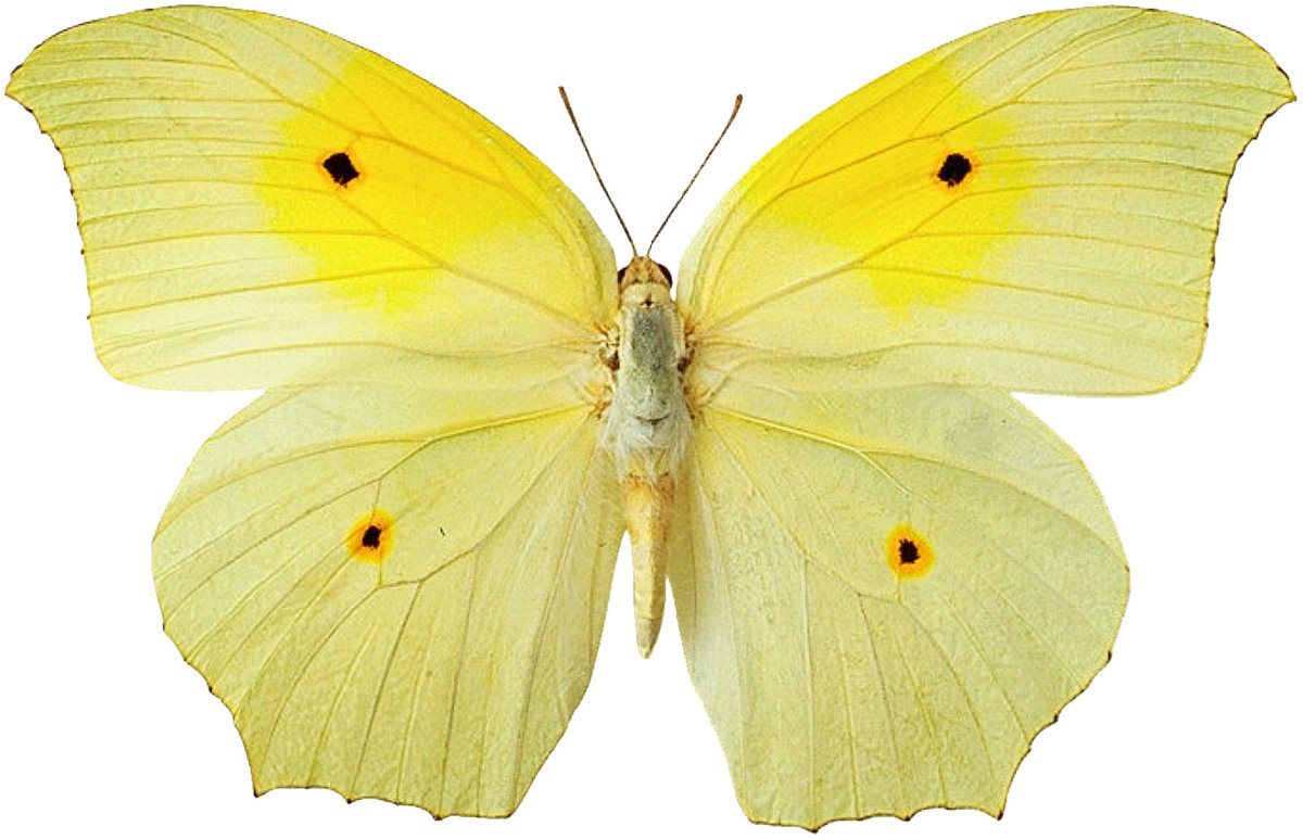 Бабочка желтого цвета с черной окантовкой картинка на белом фоне