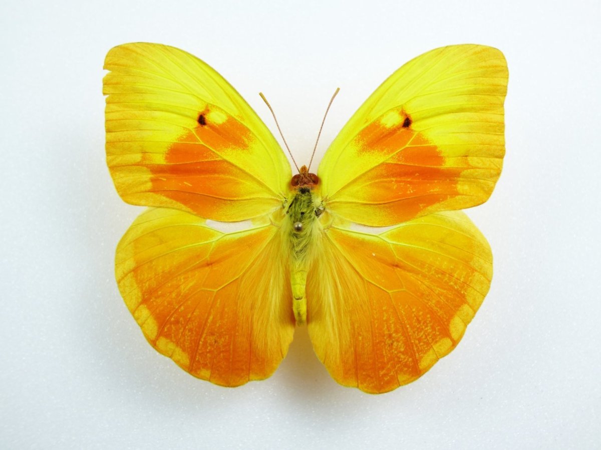 Красивые желтые бабочки