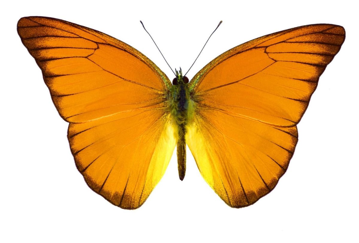 Бабочка Монарх черная