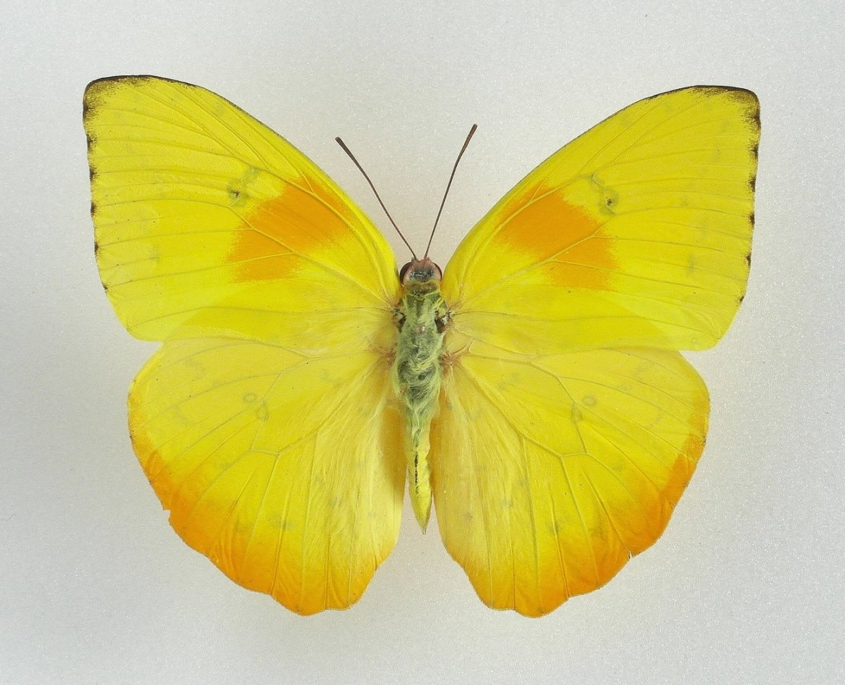 Красивые желтые бабочки для печати