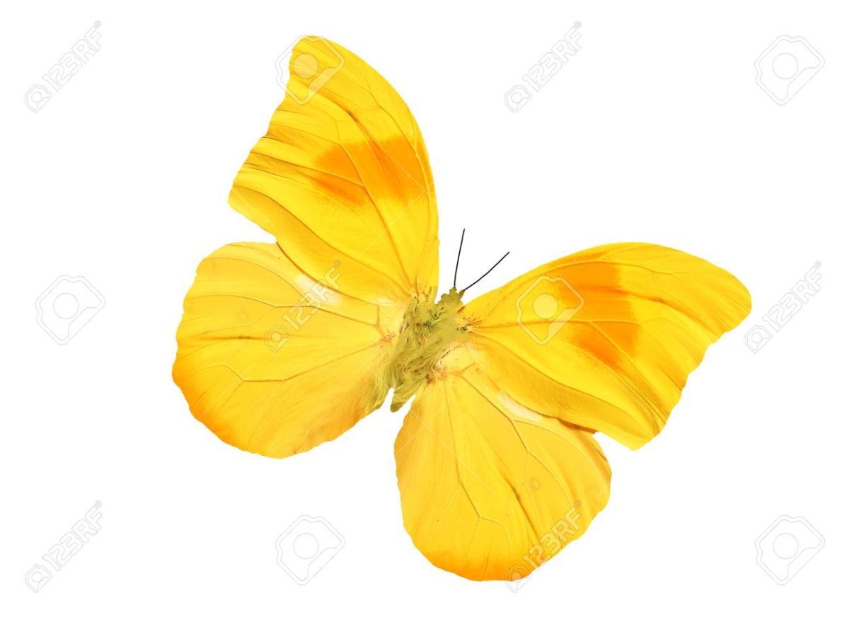 Бабочки светло желтые