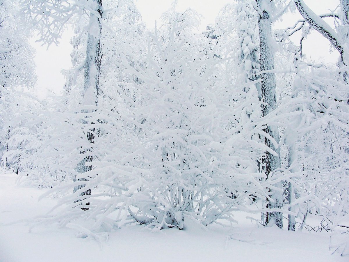 Белый пушистый снег Сергей Аверьянов