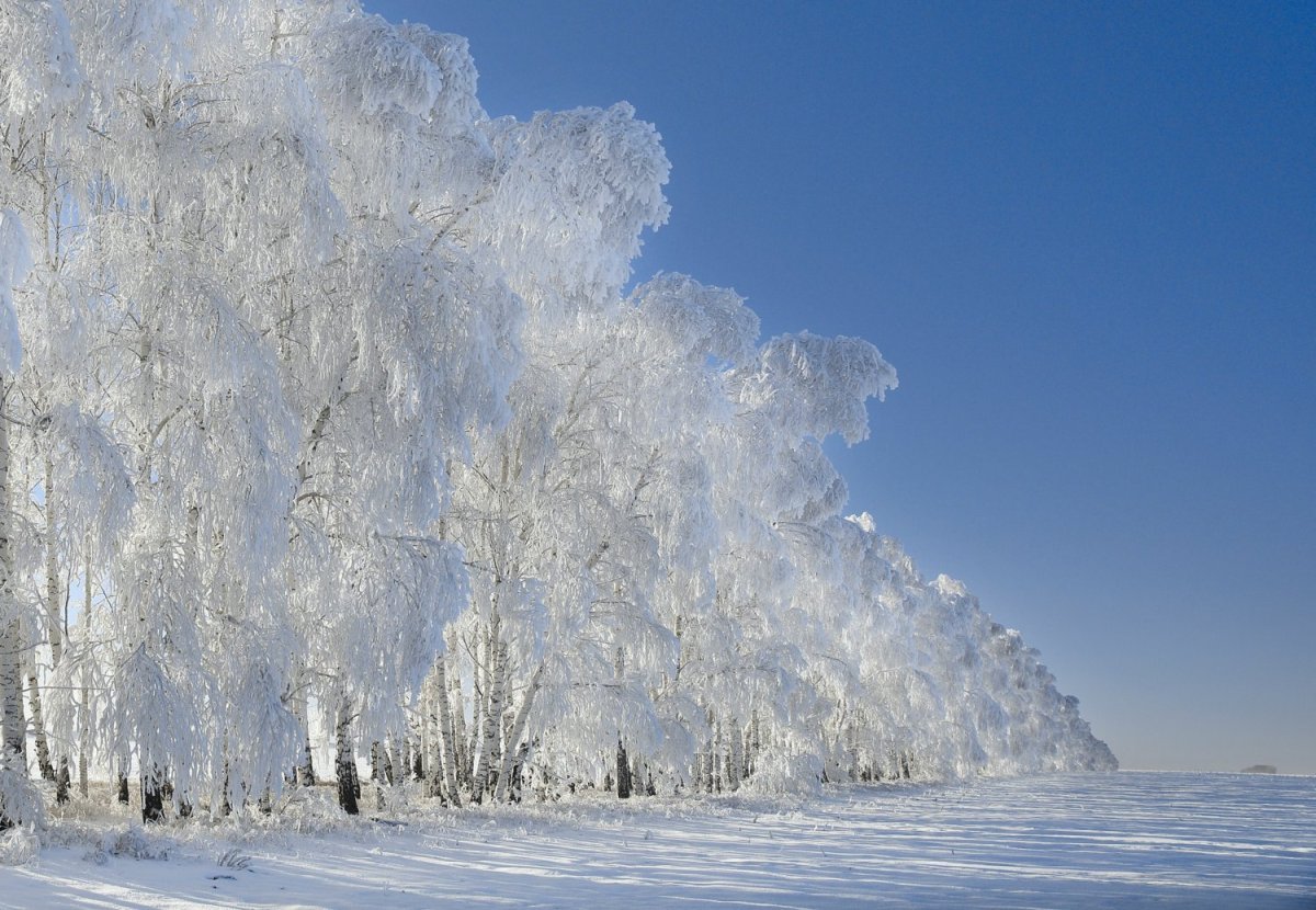 Береза в снегу