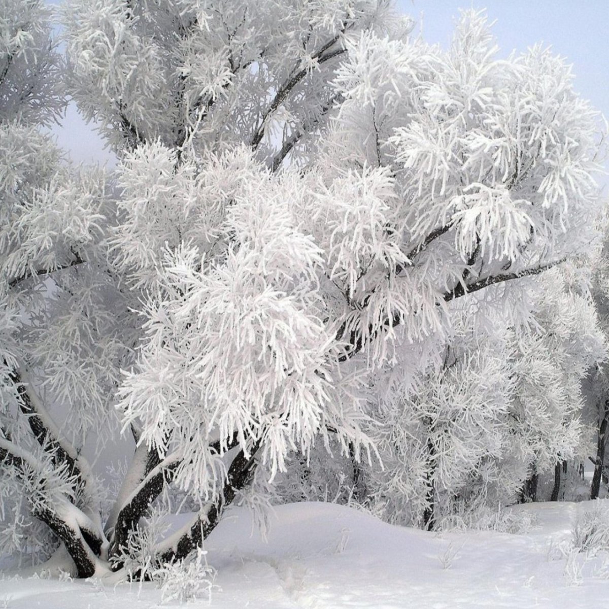 Красивая Снежная зима