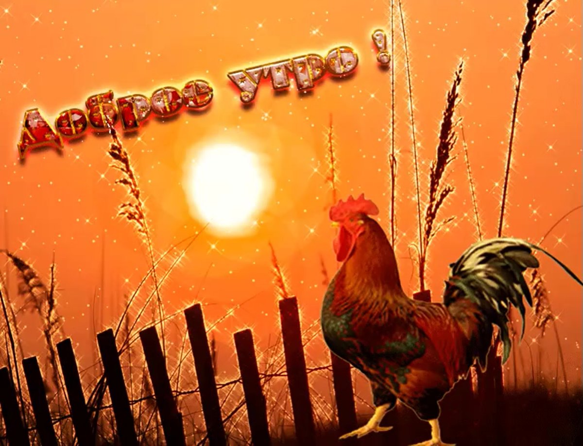 Смешной петух