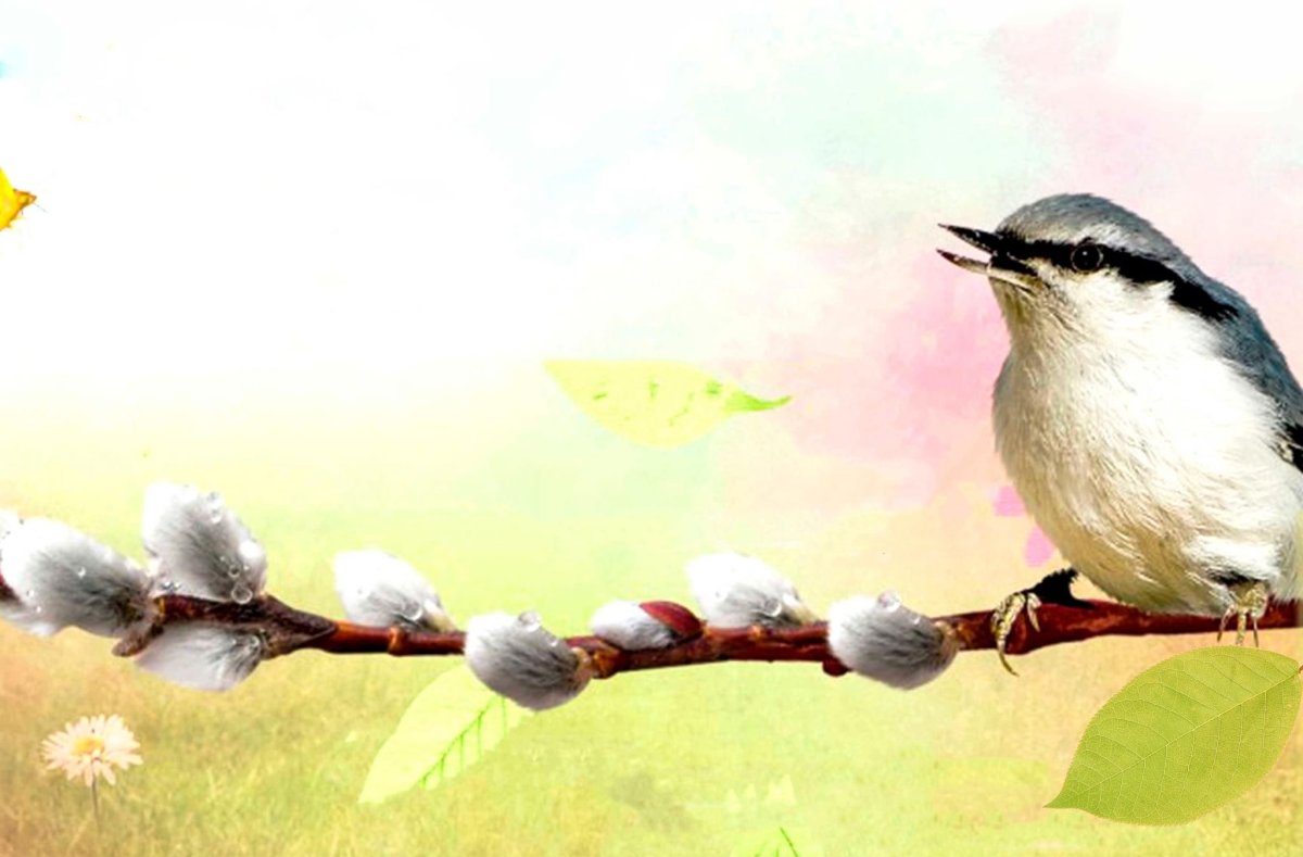 Фон для презентации птицы