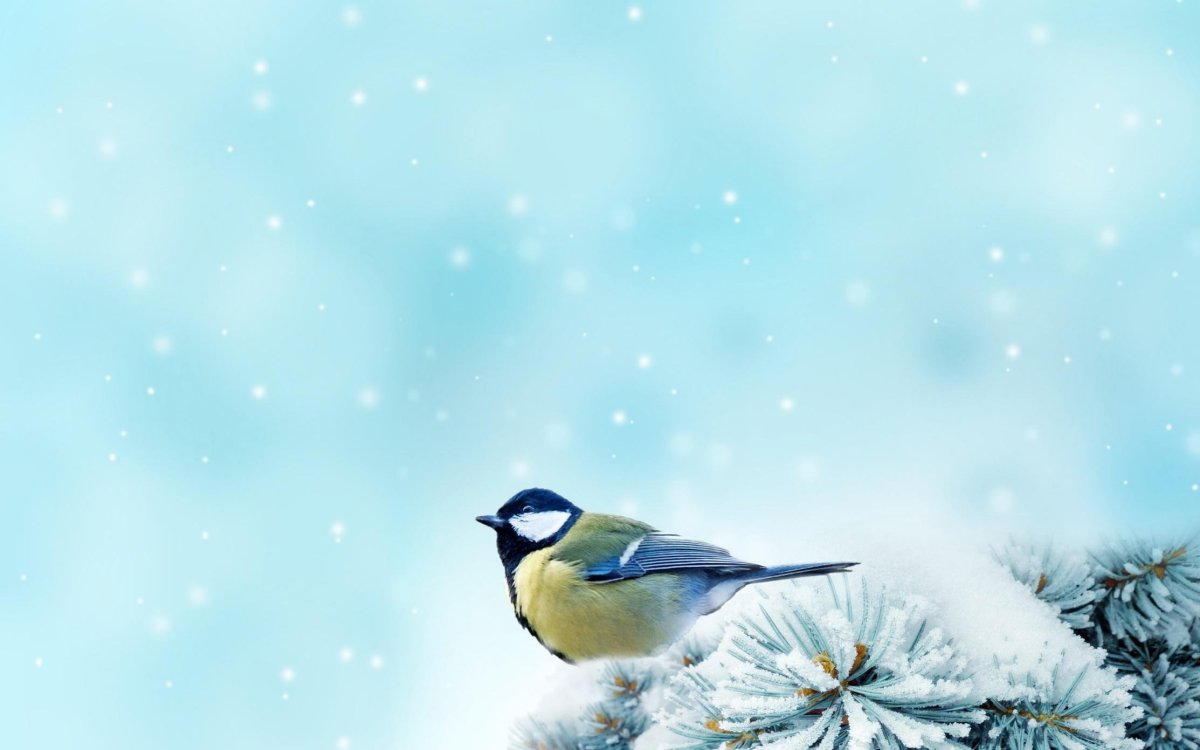 Фоны рамок Покормите птиц