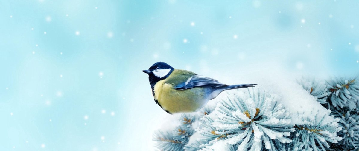 Фон для презентации Покормите птиц зимой