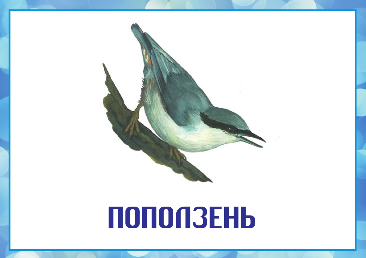 Карточки зимующих птиц для детского сада