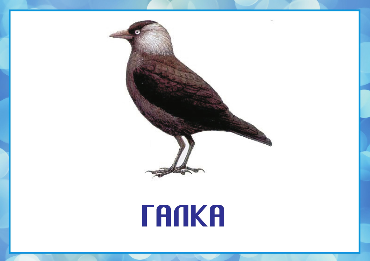 Карточки зимующие птицы птицы