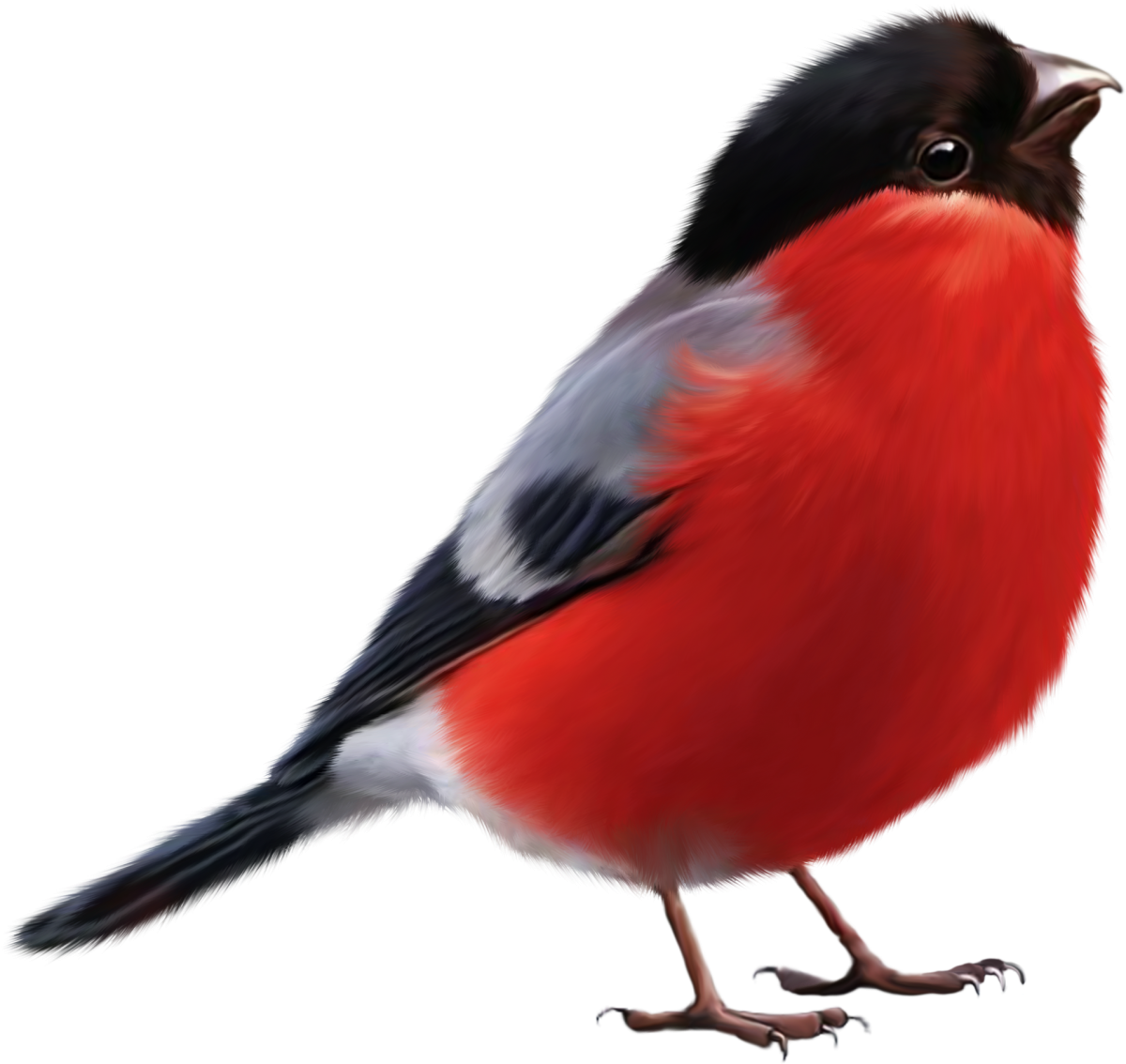 Зимующие птицы Снегирь