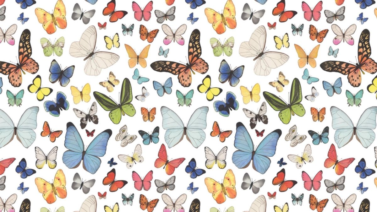 Бабочка рисунок