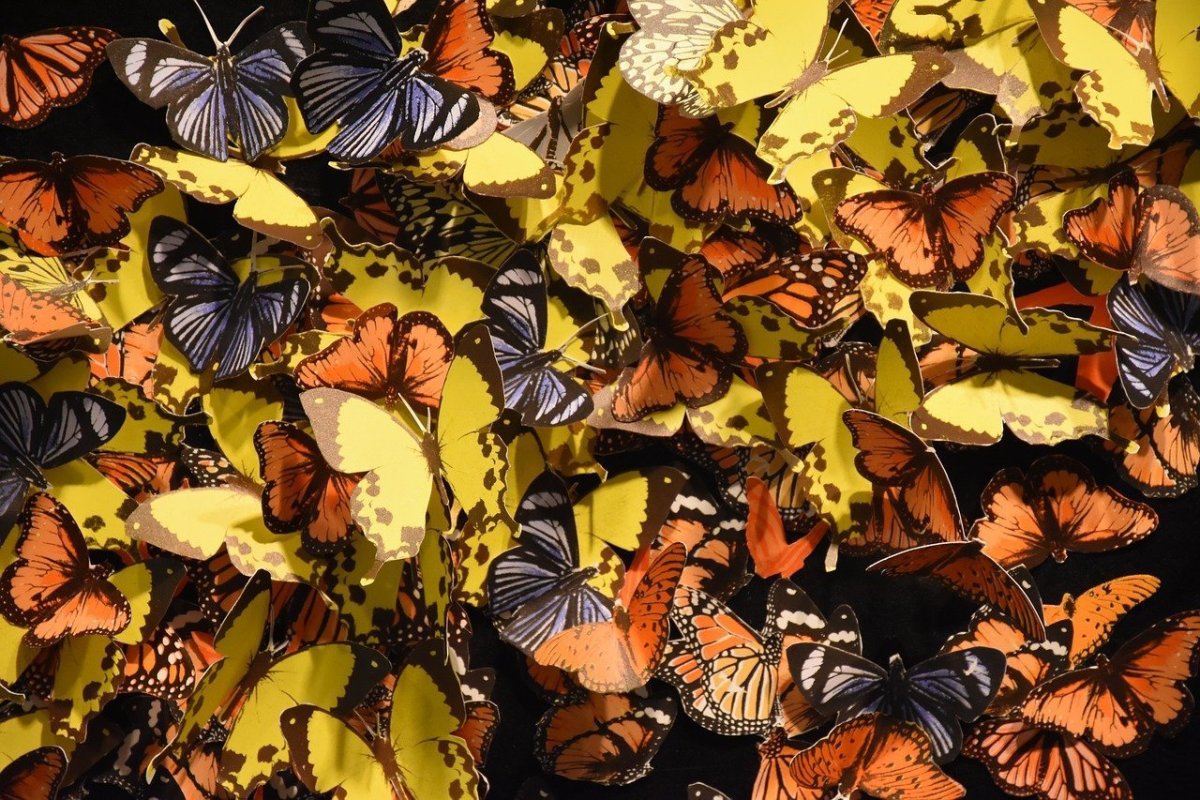 Много красивых бабочек