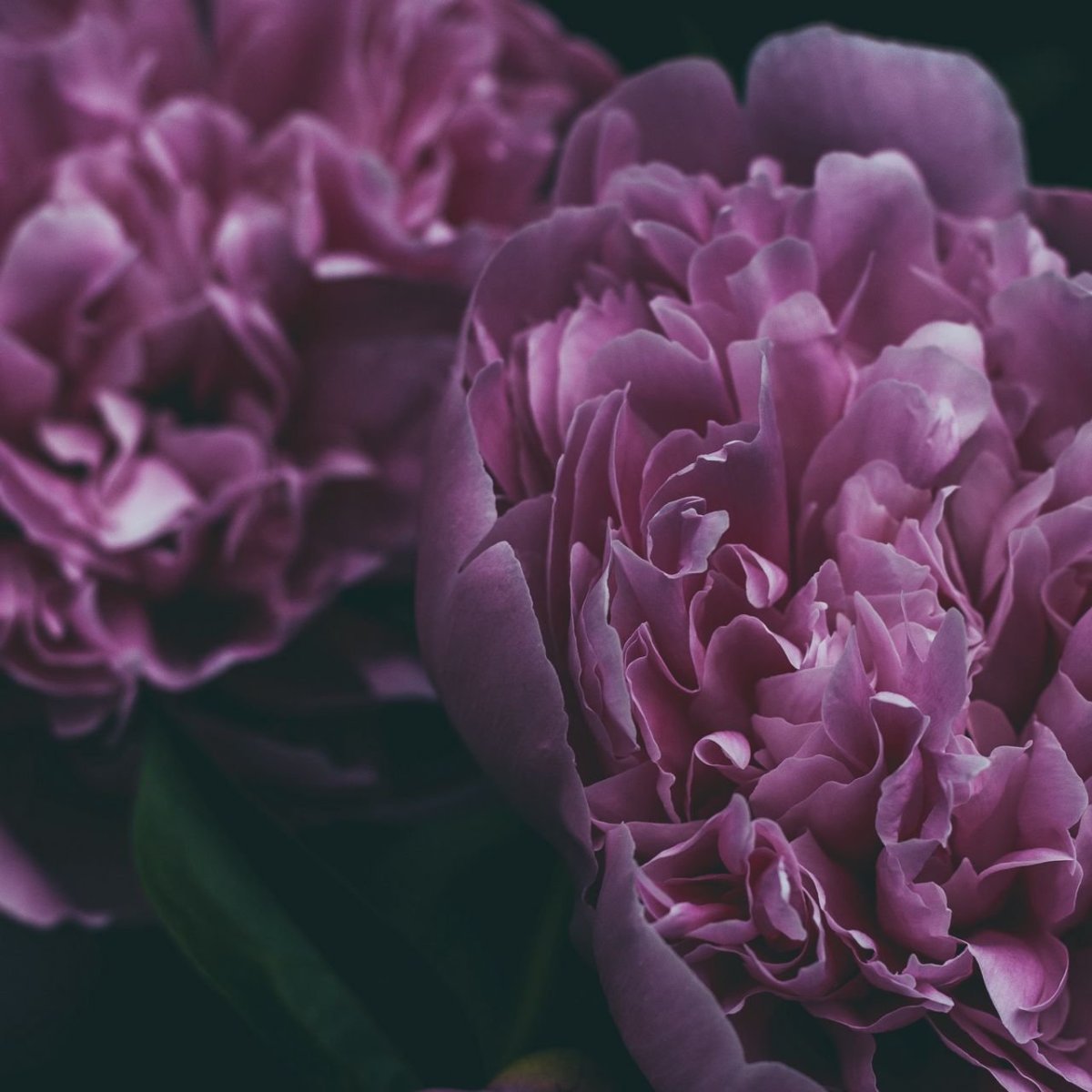 Пион Ричез энд Фейм