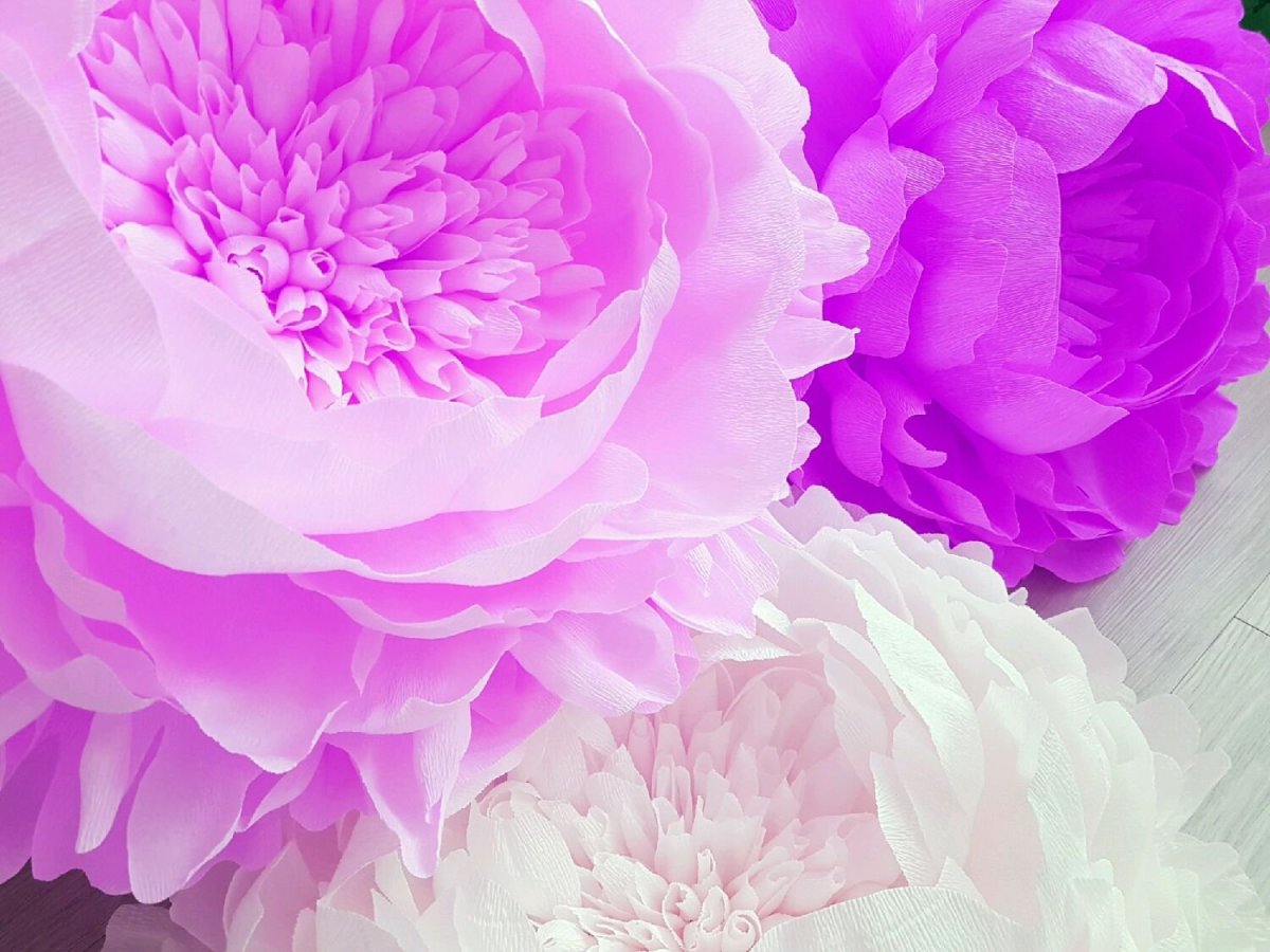 Фиолетовые пионы