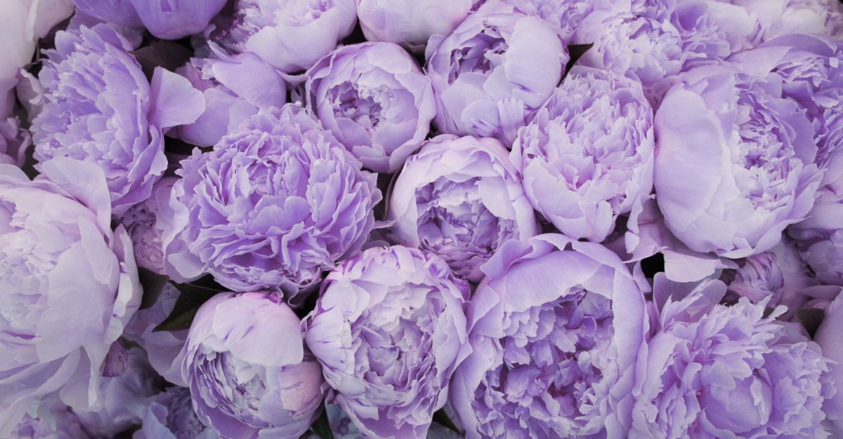 Синие пионы