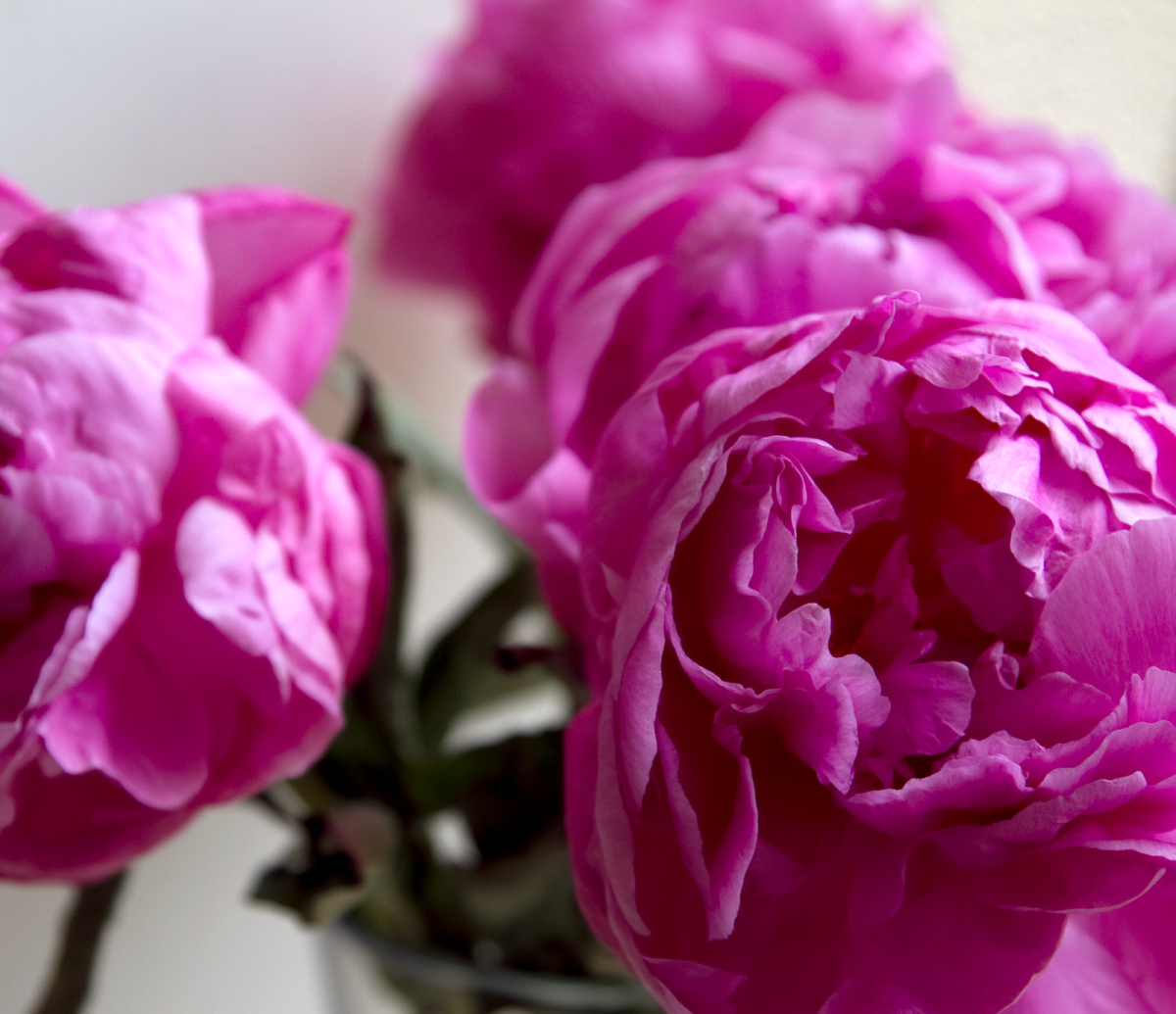 Нежно фиолетовые пионы