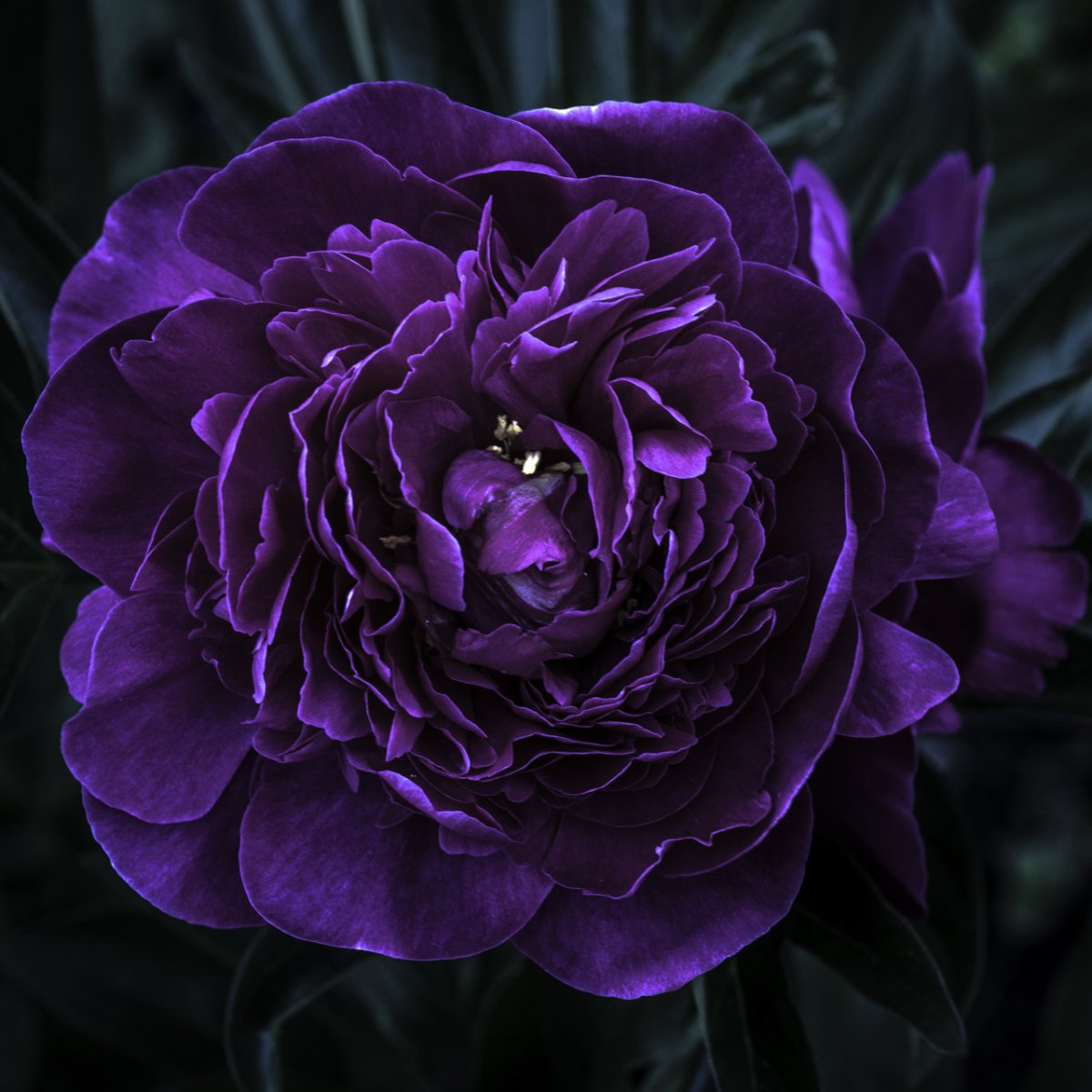 Пион дарк Пурпл