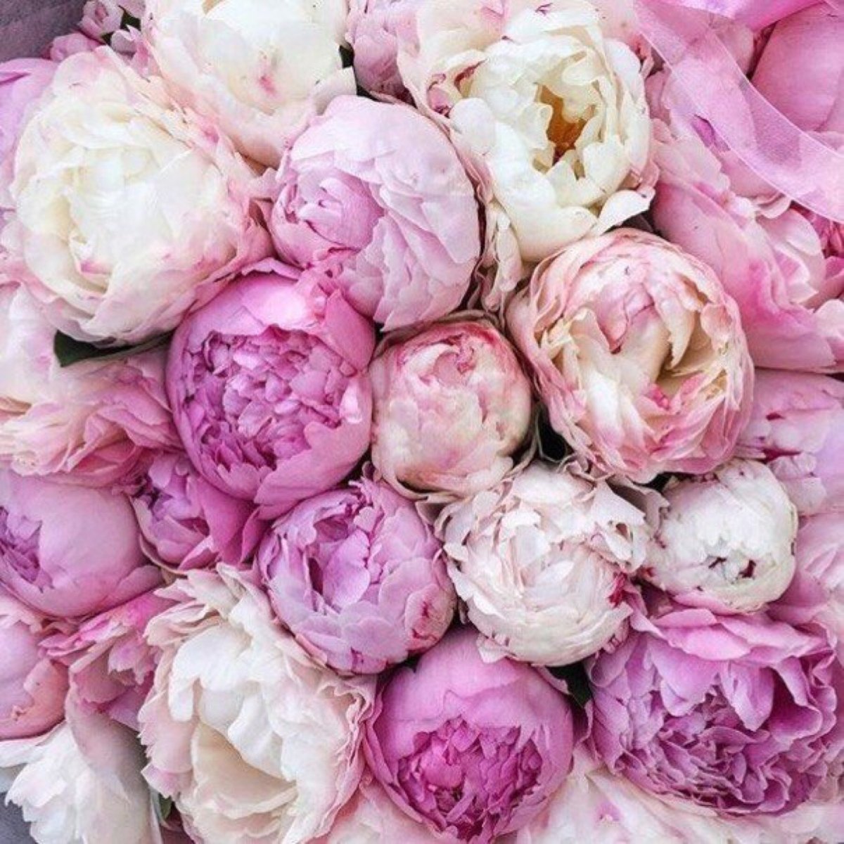 Пионы НЕРАСКРЫВШИЕСЯ фиолетовые