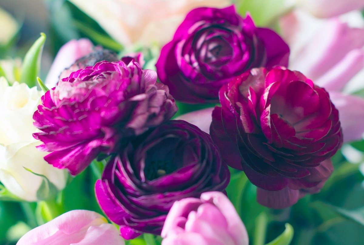 Фиолетовые полузакрытые пионы