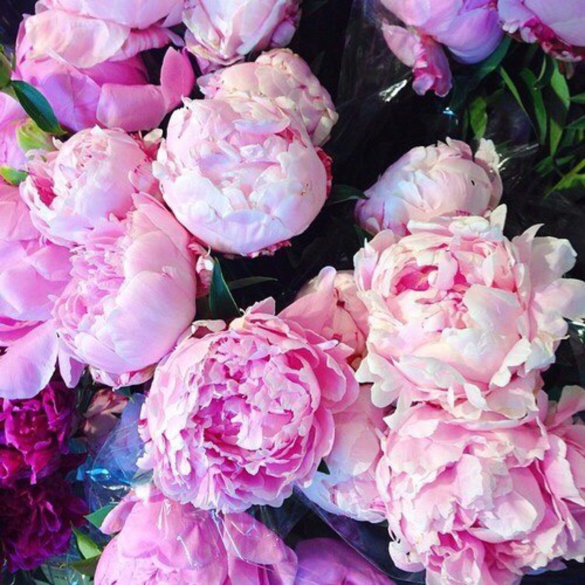 Лиловые пионы