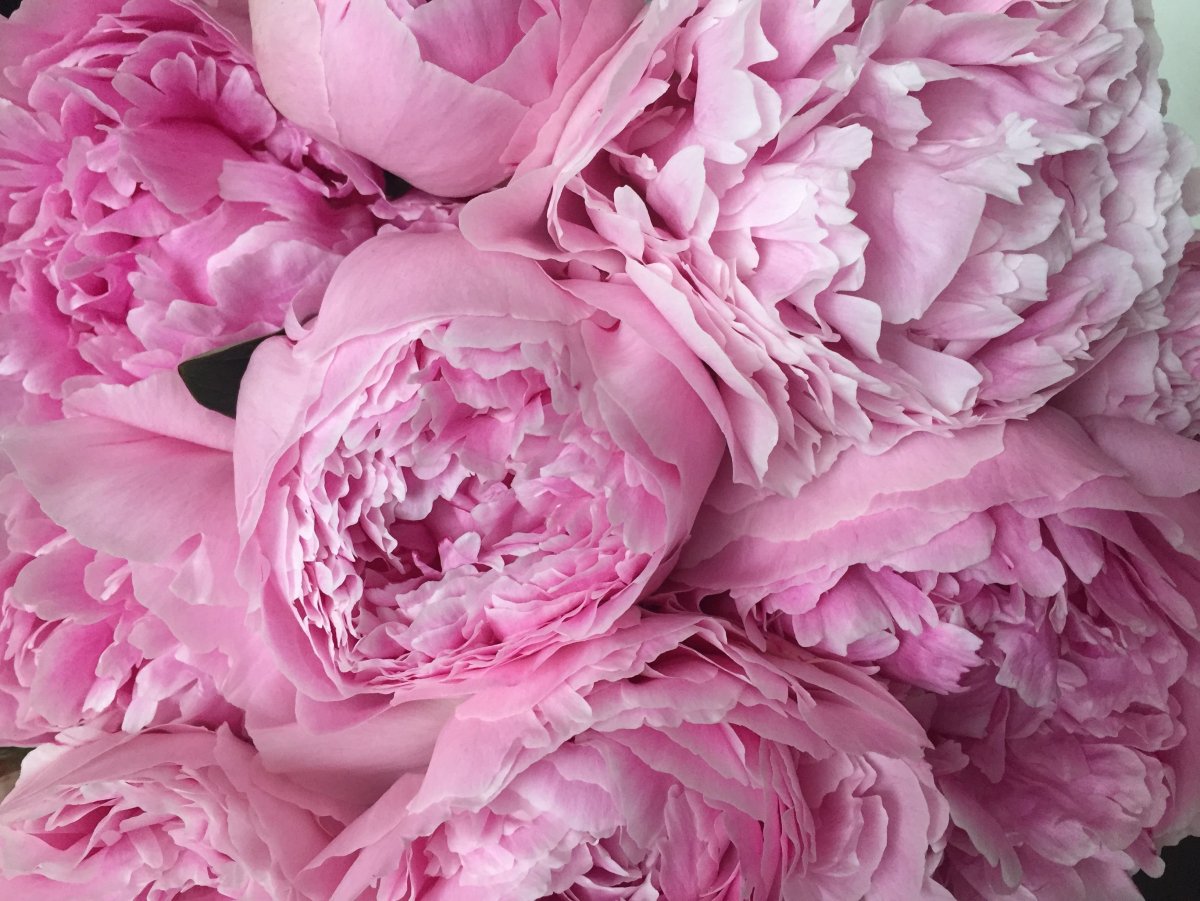 Пиони Пинк (Peony Pink)