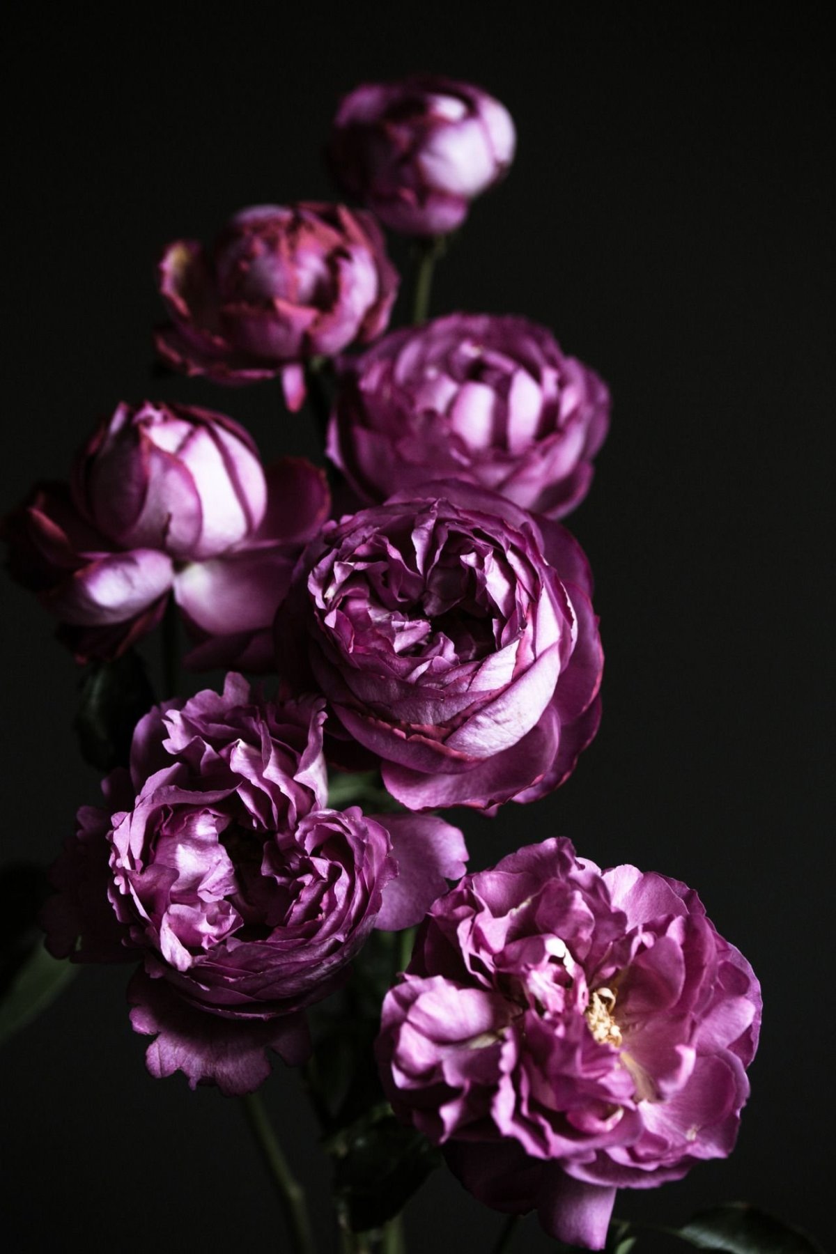 Темные цветы